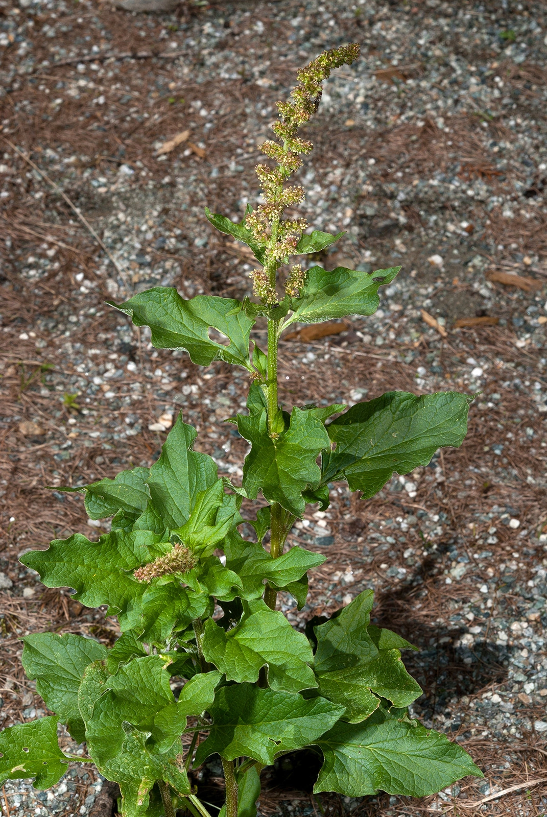Photo Maurizio Broglio - Chenopodium bonus-henricus